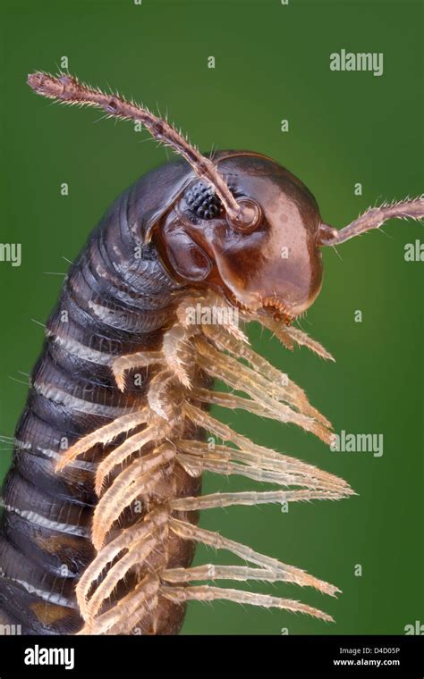 Millipede head hi-res stock photography and images - Alamy