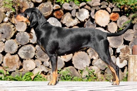 Transylvanian Hound Dog Breed Information - American Kennel Club | Akc dog breeds, Hound dog ...