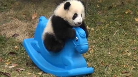 Baby Panda Playing