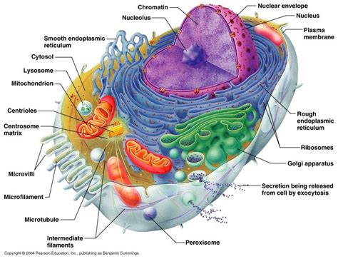 Unit 3 Cell structure Diagram | Quizlet