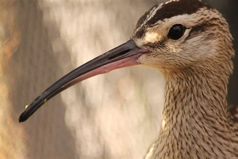 Portrait of a Whimbrel - International Bird Rescue