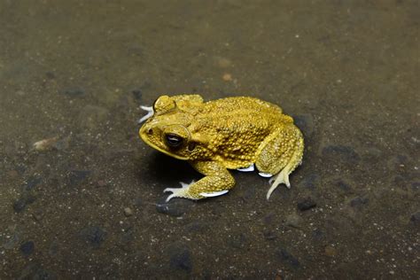 Yellow Toad (Incilius luetkenii) | Guanacaste Province, Cost… | Flickr