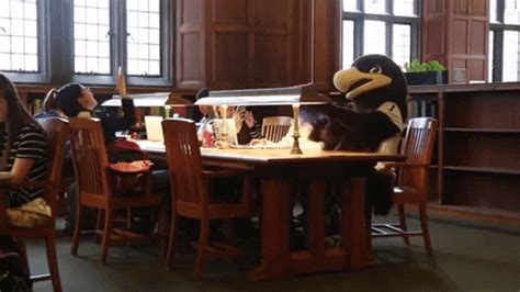 Mascot Study GIF by Lehigh University - Find & Share on GIPHY