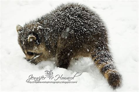 Nature Works Photography: raccoon on a snowy day