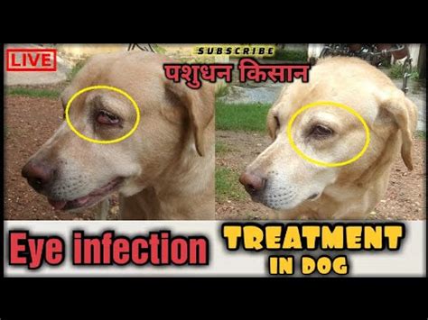 dog eye problems | eye infection in dog | dog conjunctivitis treatment | dog eye infection ...
