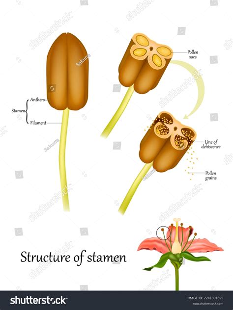 Structure Stamen Anthers Cross Section Anthers Stock Vector (Royalty Free) 2241801695 | Shutterstock