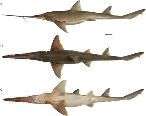 Marine Scientists Discover Two New Species of Shark