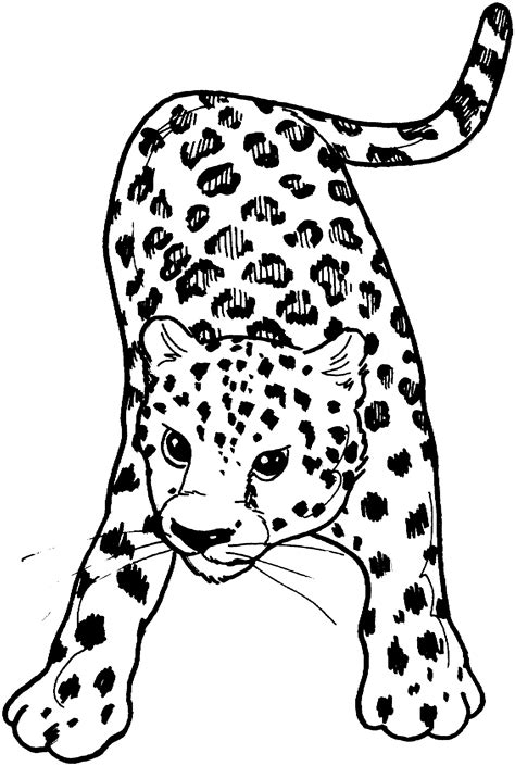 Baby Leopard Coloring Pages Coloring Pages