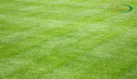 Bermuda Grass Lawn Care Tips - How To Take Care Of Your Yard? - The ...