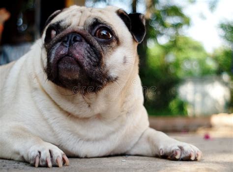 Cute pug dog stock image. Image of closeup, depression - 63033057