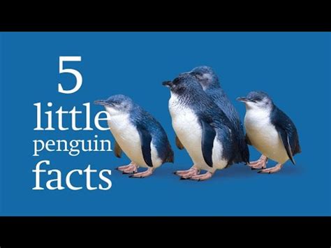 Little Penguin Facts - YouTube