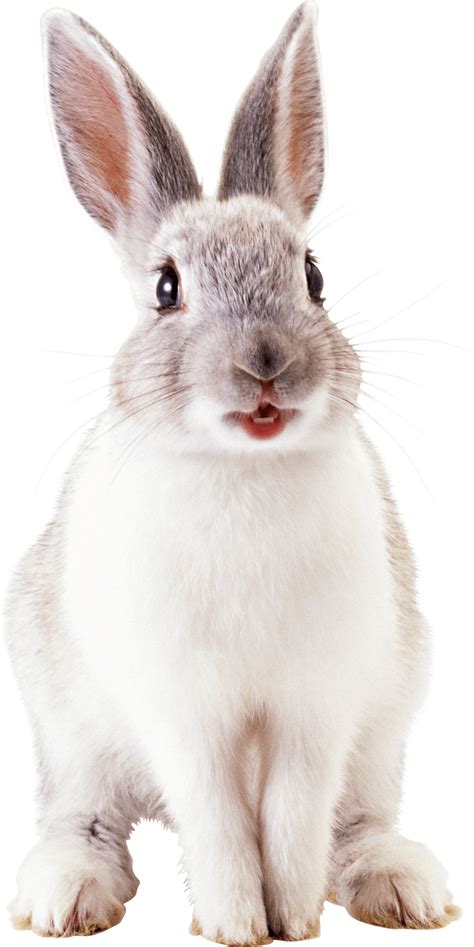 White Rabbit Png Image Transparent HQ PNG Download | FreePNGimg