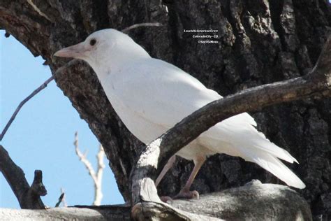 Is This White Bird an Albino Crow? - Birds and Blooms