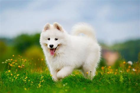 Miniature Samoyed: Do Mini Samoyeds Exist? (With Pictures)