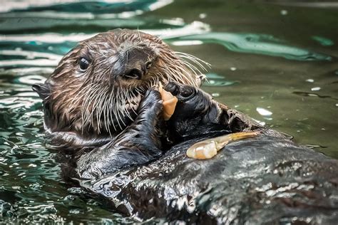 Sea Otter Pups | Babies! | Aquarium of the Pacific