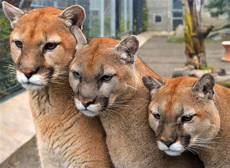 What Do Cougars Look Like – Telegraph