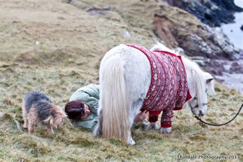 Shetland Ponies in Sweaters | My Shetland