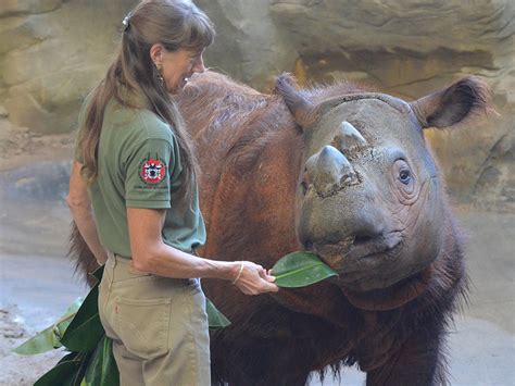 Last Sumatran rhino in captivity begins 30-hour, 10,000-mile trek from US to Indonesia