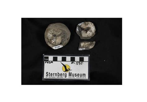 Sternberg Museum Fossils Now Online