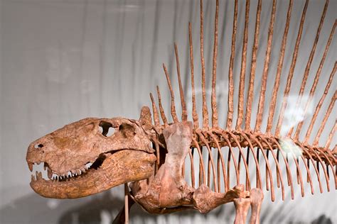 Dimetrodon Fossil | Flickr - Photo Sharing!