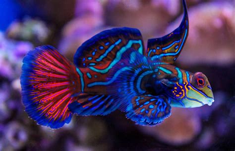 Beautiful Fish | Reef safe fish, Beautiful fish, Saltwater aquarium fish