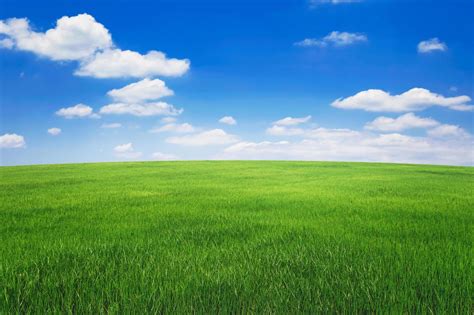 Grass Field Stock Photos, Images and Backgrounds for Free Download