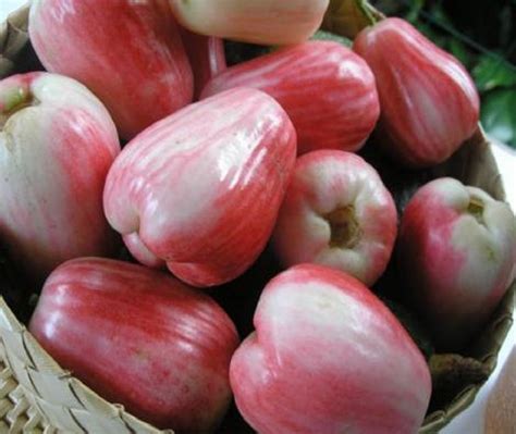 RED Mountain Apple Fruit Tree Syzygium malaccense Ohi'a Ai Apple LIVE sml Plant | eBay