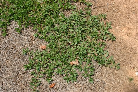 Virginia Buttonweed – Control | Walter Reeves: The Georgia Gardener