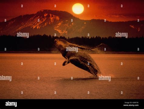 Humpback Whale breaching at sunset Southeast Alaska Stock Photo - Alamy