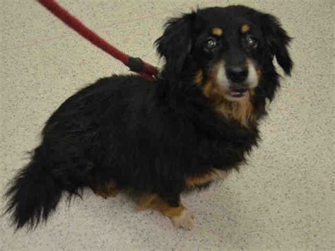 SUPER URGENT Manhattan Center POLONIA – A1039880 SPAYED FEMALE, BLACK ...