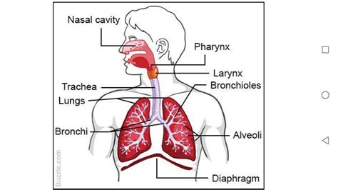 Diagram Of Upper Respiratory System