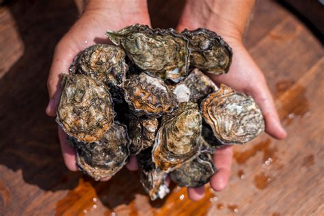 The Life Cycle of a Pacific Oyster: A Journey of Resilience and Growth – Carlsbad Aquafarm