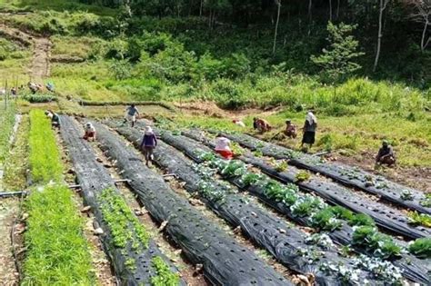 DSWD-7 names Gulayan sa Barangay winners | The Freeman