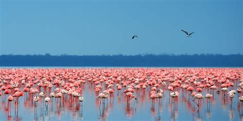 3 days Lake Naivasha and Lake Nakuru safari - Kenya safari