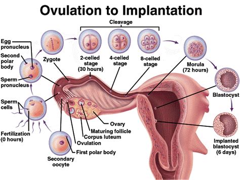 Where Does Fertilization Occur - LillianaminQuinn