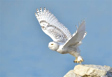 Snowy Owl | Audubon Field Guide