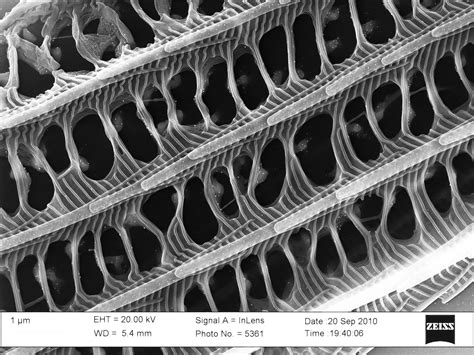 Scientific Image - Nanoscale Structures on a Blue Morpho Butterfly Wing ...