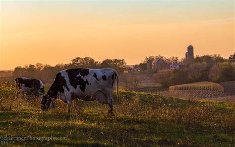 Farm Animals