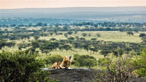 Top 10 Best National Parks in Tanzania – Overview – LIONS PAW SAFARIS