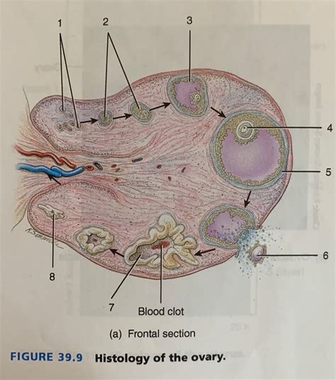 Ovary Histology Drawings