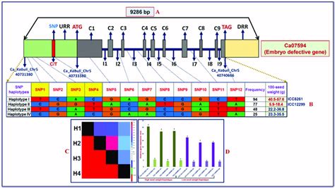 | The molecular haplotyping, LD mapping and gene haplotype-specific... | Download Scientific Diagram