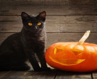 Halloween Cat Names | cute animal names