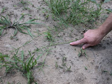 Bermudagrass