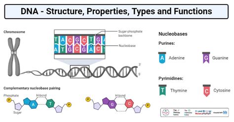 Types Of Dna Structures