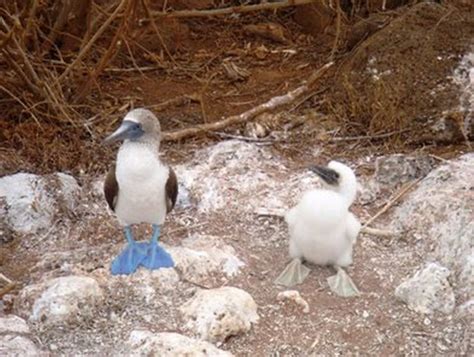 galapagos-blue-footed-booby-baby3 | Baby Animal Zoo