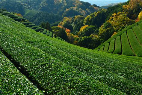 Wazuka Tea Plantation | Wazuka, Soraku county, Kyoto One of … | Flickr