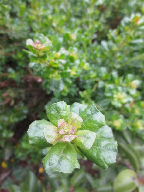 Baccharis pilularis, Coyote Bush – Larner Seeds