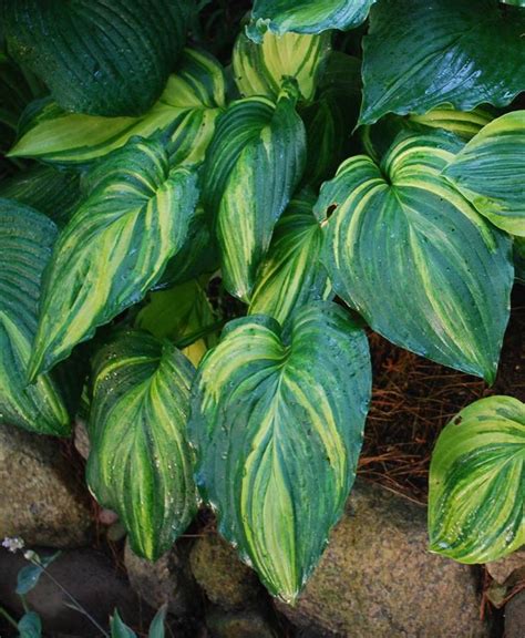 1000+ images about Hostas on Pinterest