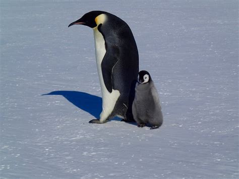 Emperor Penguin Breeding Cycle Australian Antarctic Division