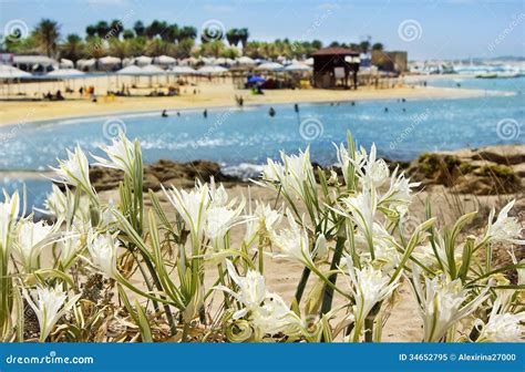 Wild Lily Growing on Sand Dunes Stock Image - Image of israel, climate ...